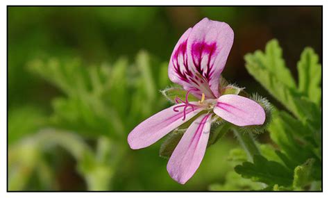 Malvarosa, Pelargonium graveolens, rose geranium : .